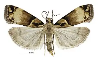 Eudonia periphanes