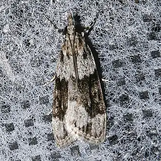 Eudonia spenceri