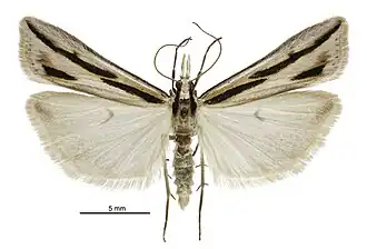 Eudonia trivirgata
