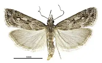 Eudonia ustiramis