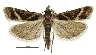 Eudonia xysmatias