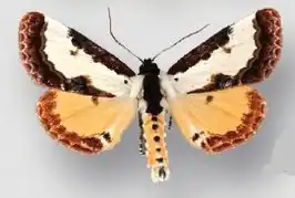 Eudryas unio