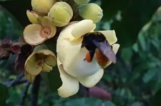 Eufriesea flaviventris