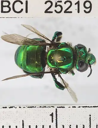 Euglossa allosticta