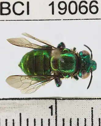 Euglossa bursigera