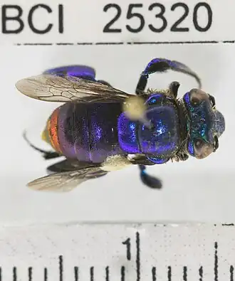 Euglossa cognata
