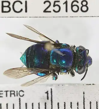 Euglossa cybelia