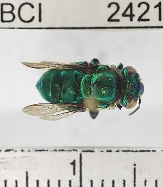 Euglossa despecta