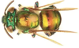 Euglossa dodsoni