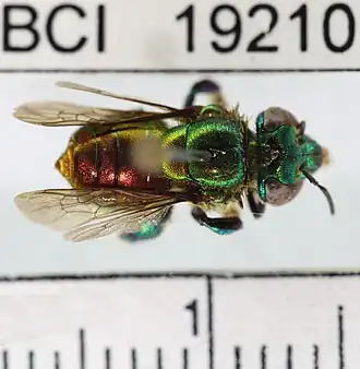 Euglossa gorgonensis