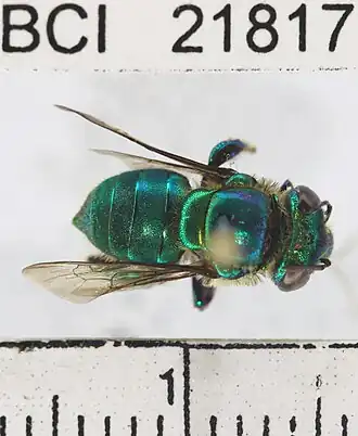 Euglossa hemichlora
