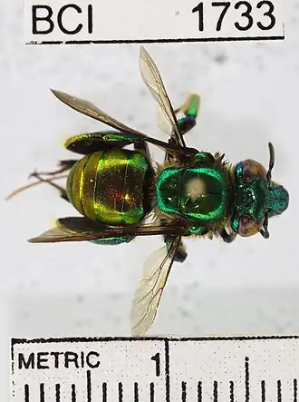 Euglossa ignita