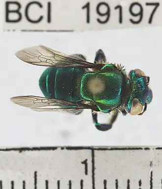 Euglossa igniventris