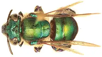 Euglossa obtusa