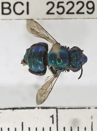 Euglossa sapphirina