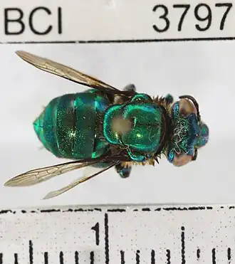 Euglossa tridentata