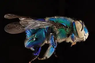 Euglossa viridissima