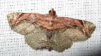 Eugnathia pulcherrima