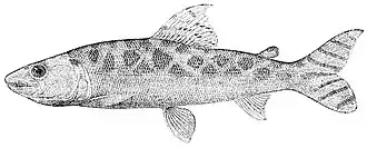 Eugnathichthys