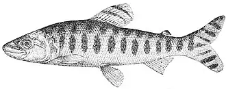 Eugnathichthys macroterolepis
