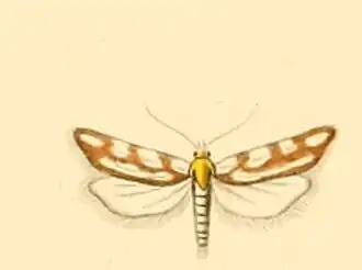 Eugnosta parreyssiana
