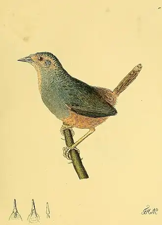 Okerflanktapaculo