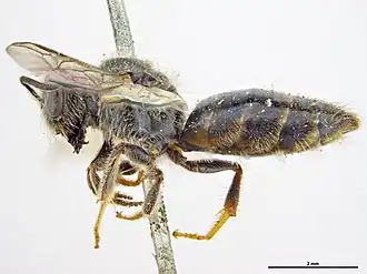 Euhesma fasciatella