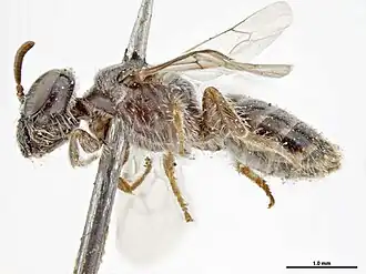 Euhesma goodeniae