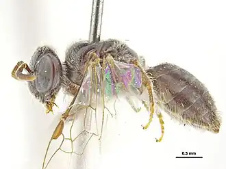 Euhesma hyphesmoides