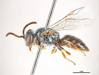 Euhesma spinola