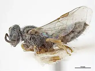 Euhesma subinconspicua