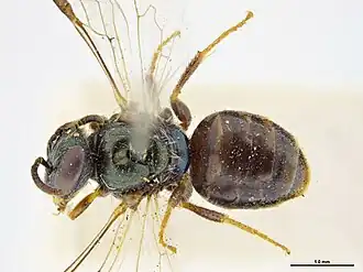Euhesma walkeriana