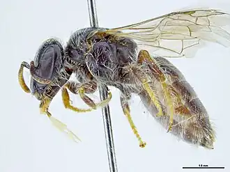 Euhesma yellowdinensis