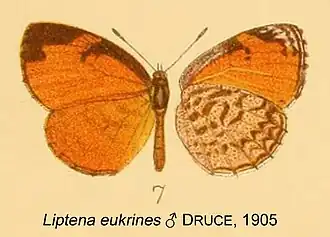 Liptena eukrines