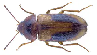 Eulagius filicornis