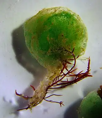 Groene bladkieuwworm