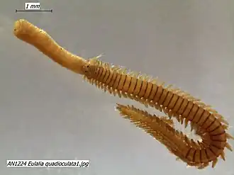 Eulalia quadrioculata