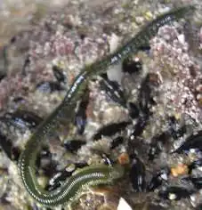 Groene bladkieuwworm