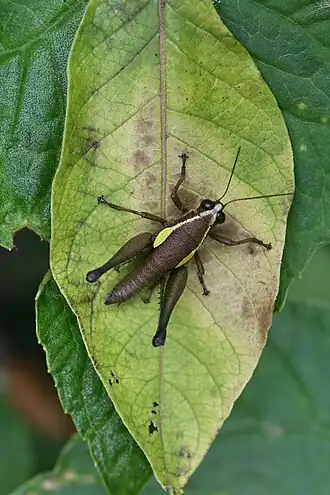 Eulampiacris leucoptera