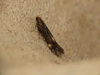 Geeltandboegsprietmot