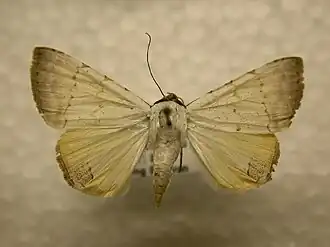 Eulepidotis alabastraria