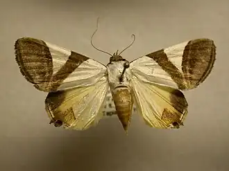 Eulepidotis dominicata