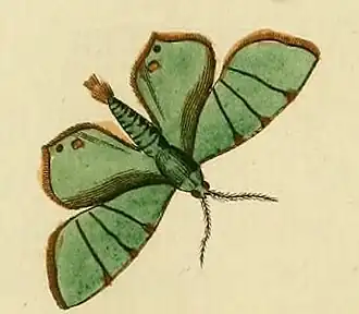 Eulepidotis ilyrias