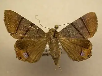 Eulepidotis superior