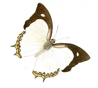 Polyura jalysus