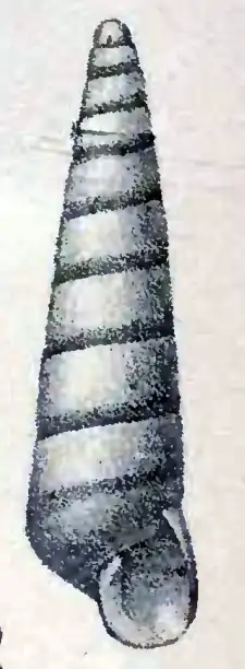 Eulimella unifasciata