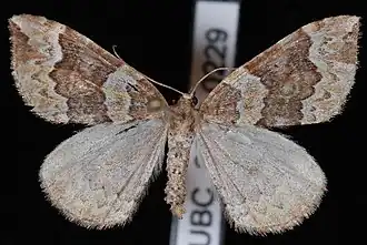 Eulithis destinata