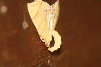 Eulithis gracilineata