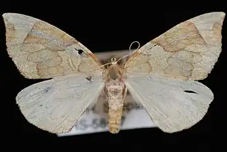 Eulithis propulsata