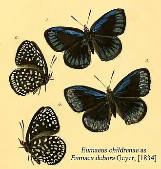 Eumaeus childrenae